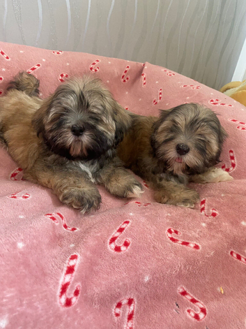 Shih tzu
