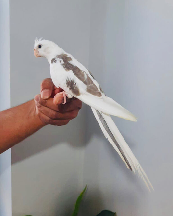 Beautiful hand tamed, untamed cockatiels for sale.