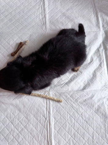 Jack x dachshund last dappel boy