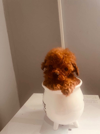 Toy Poodle