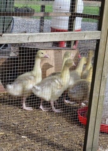 Embden Goslings
