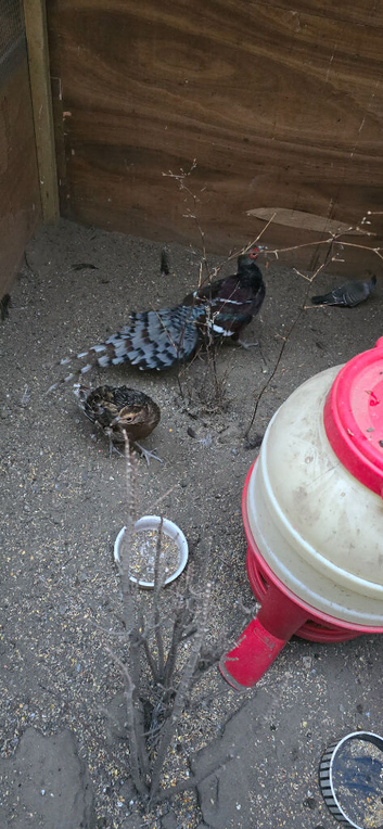 Mrs. Hume's pheasant for sale