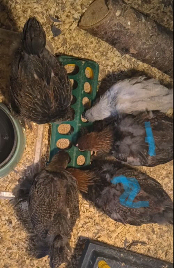 2 Brahma Roosters