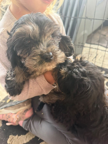 Cockapoo puppies ready to go