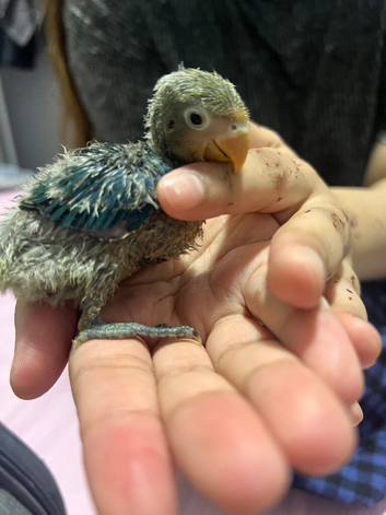 Lovebird babies