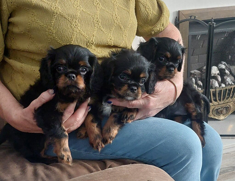 KC Registed Cavalier King Charles Spaniel pups