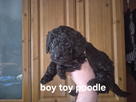 Poodle puppy