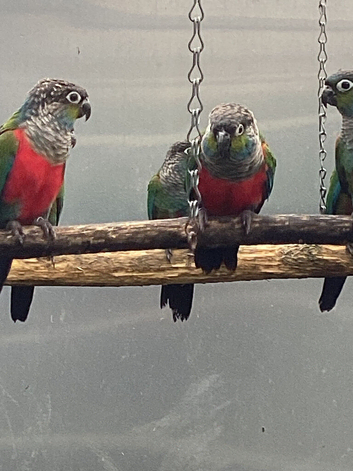 Crimson Bellied Conures