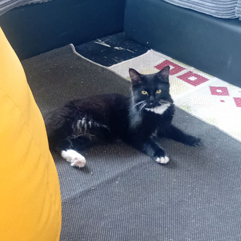 Kitten.