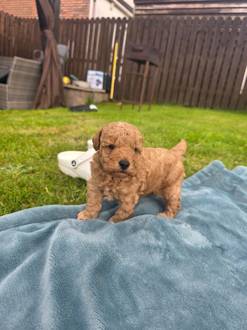 Male toy poodle