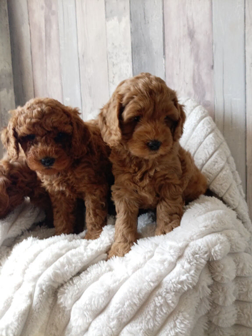 Multi-doodle generation puppies