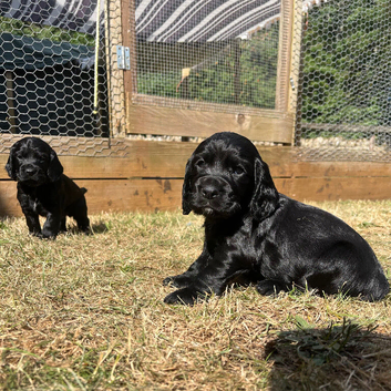 Kc cocker spaniel puppies