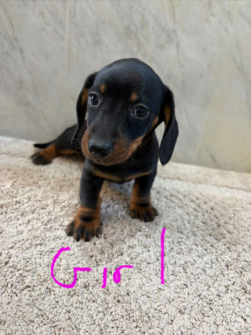 Dachshund puppies ready to go now!