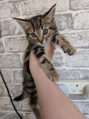 1 female kitten