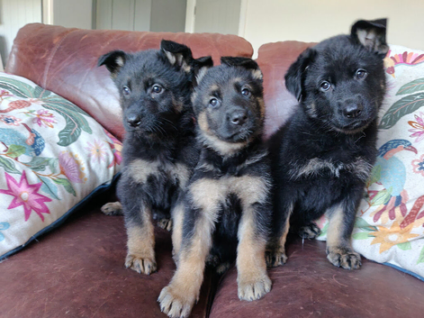 German shepherd pups