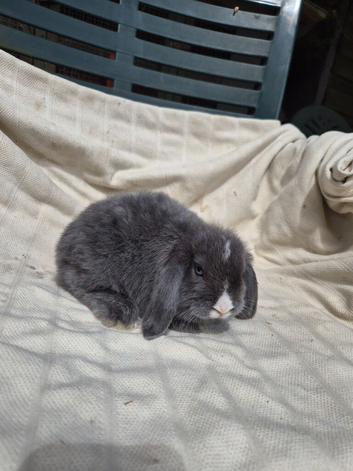 BABY MINI LOPS