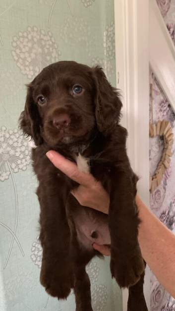 English Springer Spaniels puppies