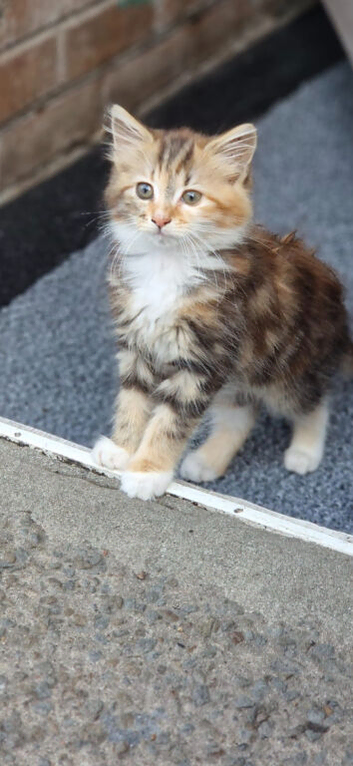 3/4 maine coon kittens