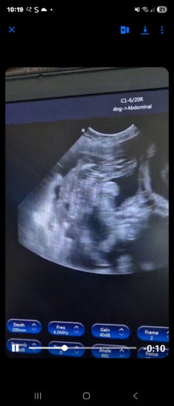 up date scan in pics due 19th June