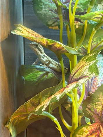 Baby bearded dragons