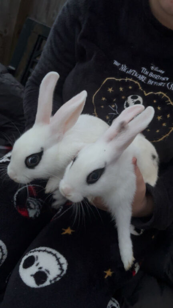 2 baby rabbits