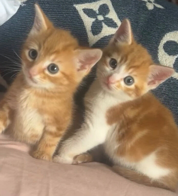 Two beautiful boys reach for forever homes