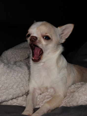 1 year Old Chihuahua Male