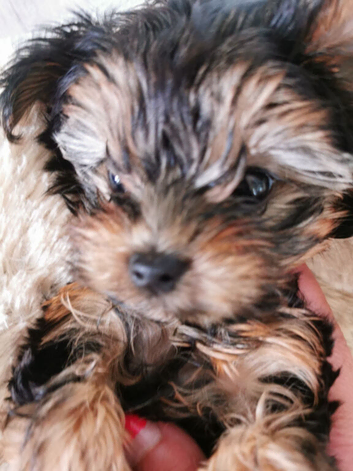 for sale