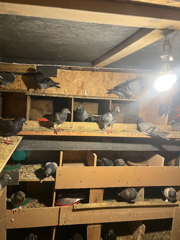 Breading birds