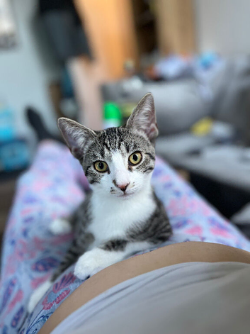 5 month old tabby