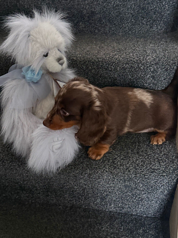 Chocolate merl Dauchshund