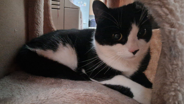 Female cat for rehoming