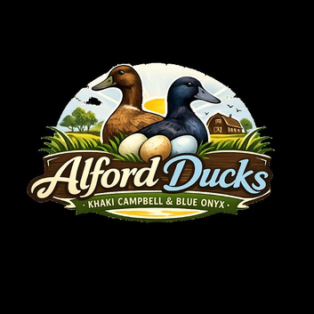 Fertile True bread duck eggs in Manchester