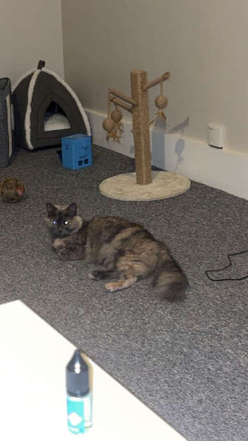 Fluffy 2 year old girl message for price