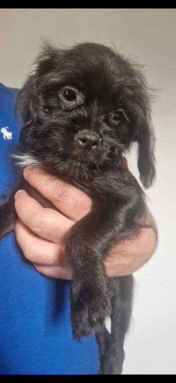 Fluffy Cavapoopug girl looking for a forever home.