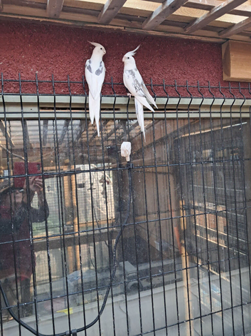Pair of Cockatiels For Sale