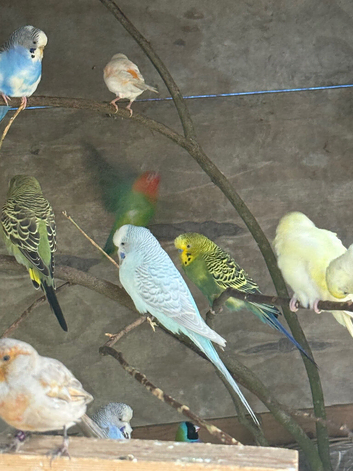 Birds for sale
