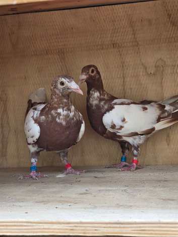 Meulemans