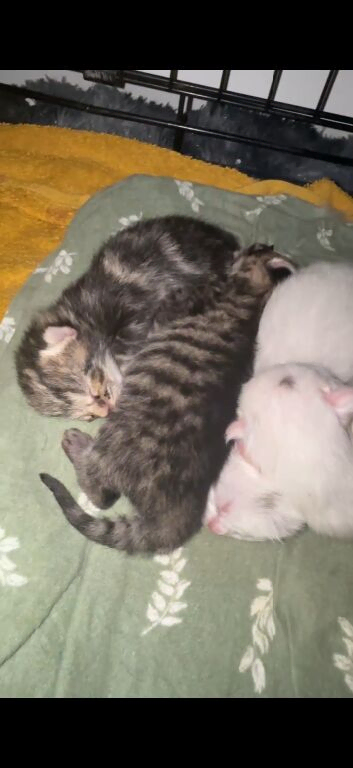 Kitten