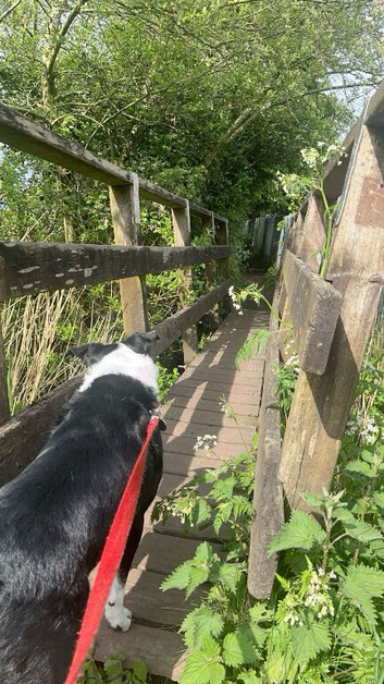 cheap dog walking