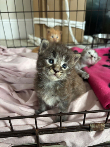 Mainecoon kittens