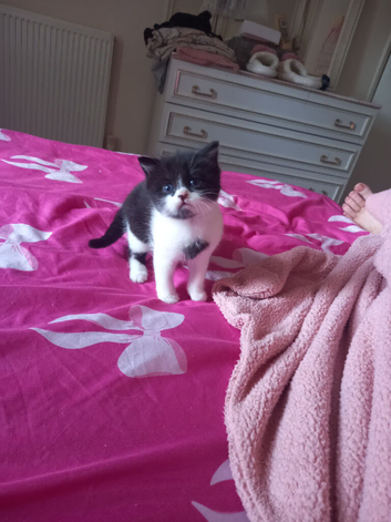 8 week boy