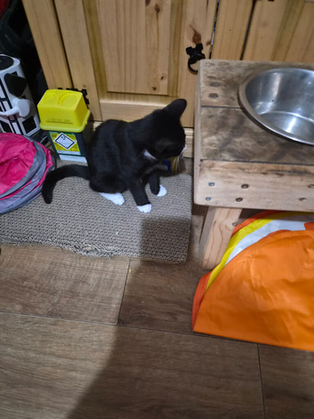 2 female kittens one white and black and 1  tabby they both sisters they live play litter trained fleaded nd wormed up 2 date eating wet and dry food