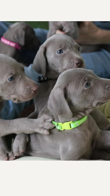 Beautiful pure bred weimaraner