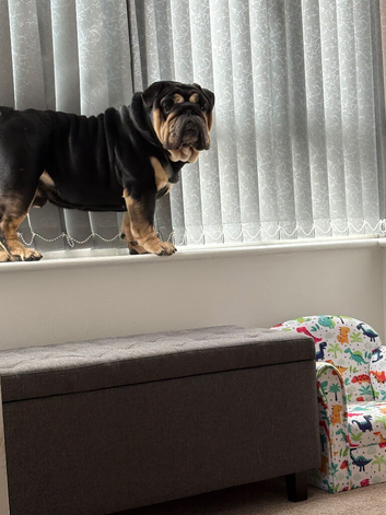 3 year old bulldog