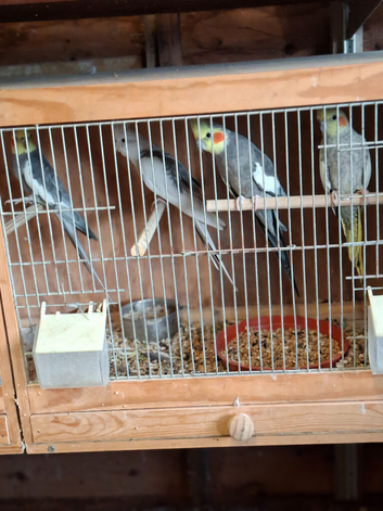 Cockatiel for sale