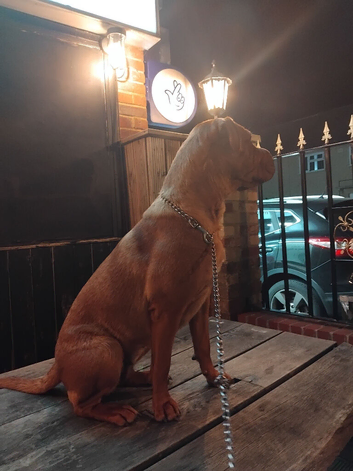Rottweiler x  sharpei