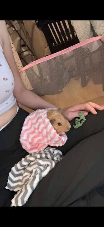Two friendly guinea pigs for sale