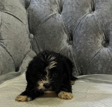 Bichon Shih Tzu Puppies Available