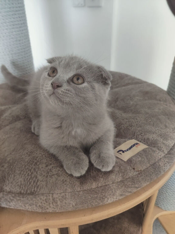 Kittens looking for their forever homes!